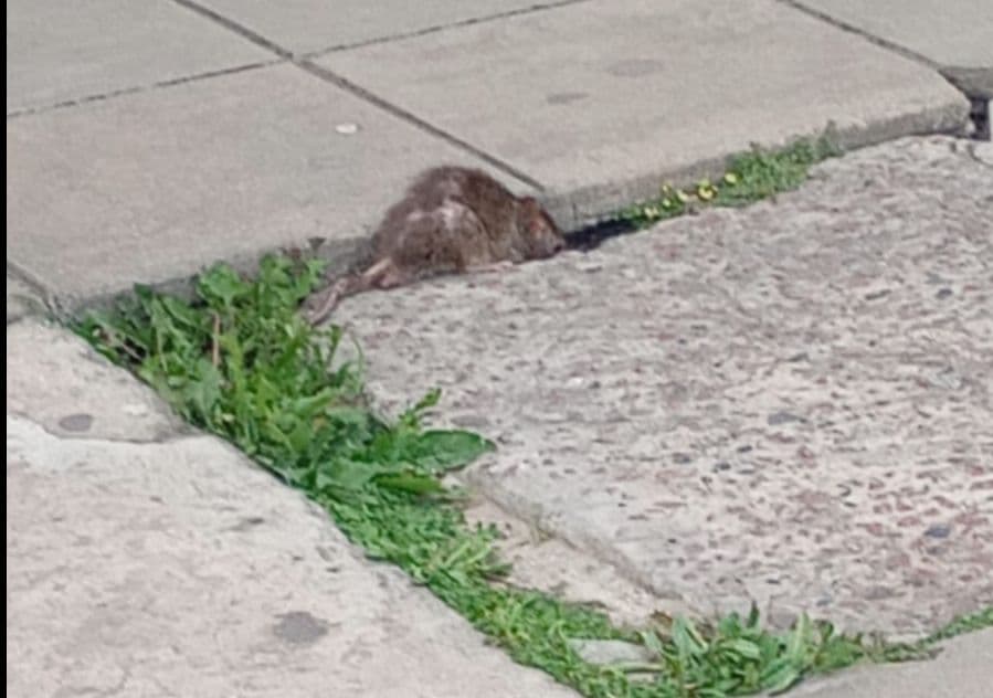 Preocupación en una escuela de Olmos: denuncian la presencia de ratas y exigen respuestas de las autoridades