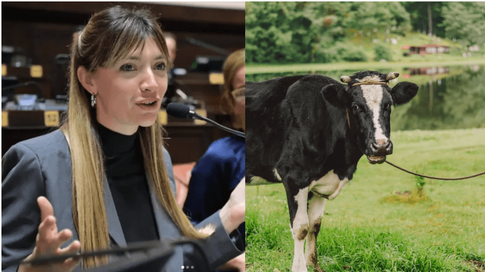 Una diputada kirchnerista quiere cobrar impuesto a los flatos y eructos de las vacas